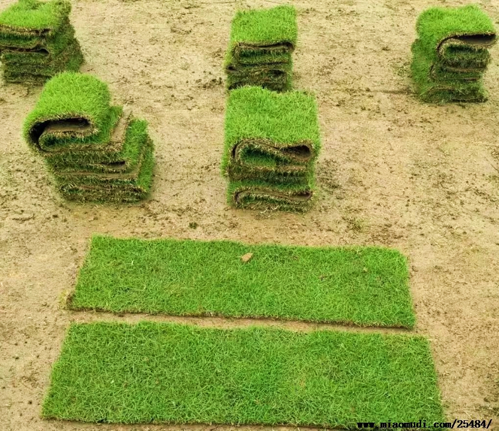 萬佛湖三江碼頭綠化草坪草皮采購競價公告