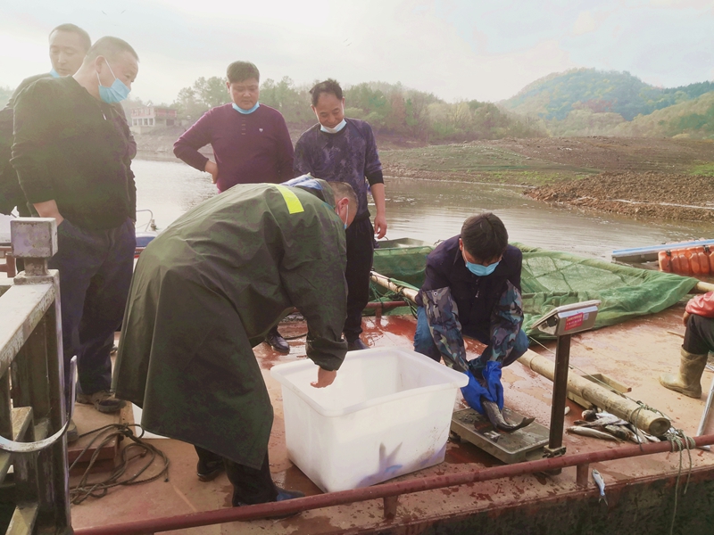 公司圓滿完成2022年度魚種投放 公司圓滿完成2022年度魚種投放